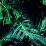 วิธีเลี้ยงต้นมอนสเตอร่า (Monstera) ให้ใบใหญ่สวย