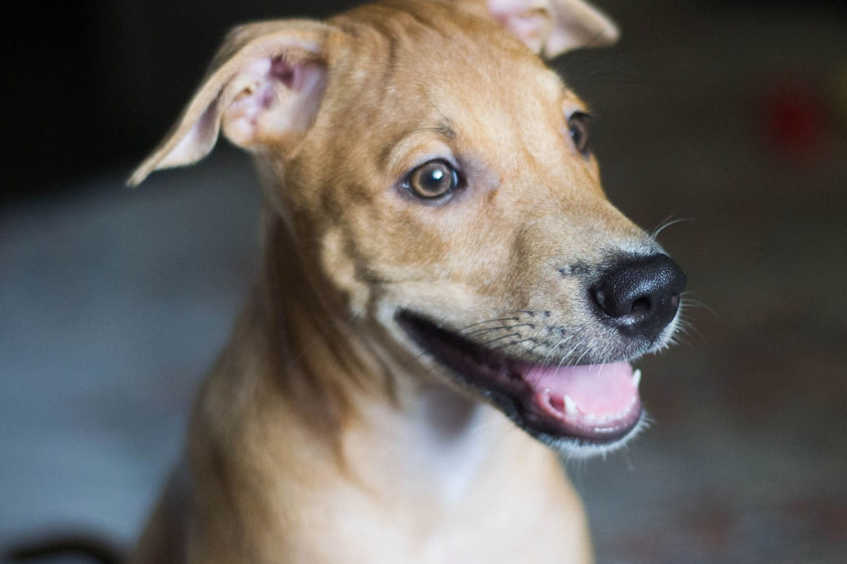 เจาะลึกกล้องดูสัตว์เลี้ยง: ทำไมถึงไม่พอ? และสัญญาณบอกเหตุสัตว์เลี้ยงพังบ้าน!